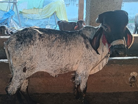 વાસડી પારવા માટે આપવાની છે