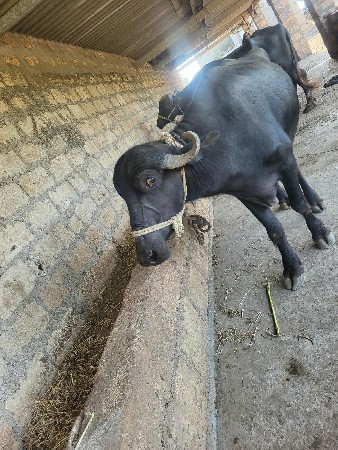 2 ખડેલી