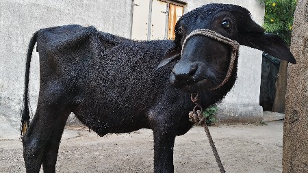 પાડી વેચવાની છે