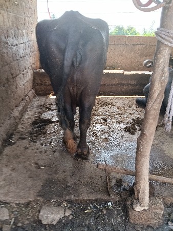 ખડેલી લેવાની છે