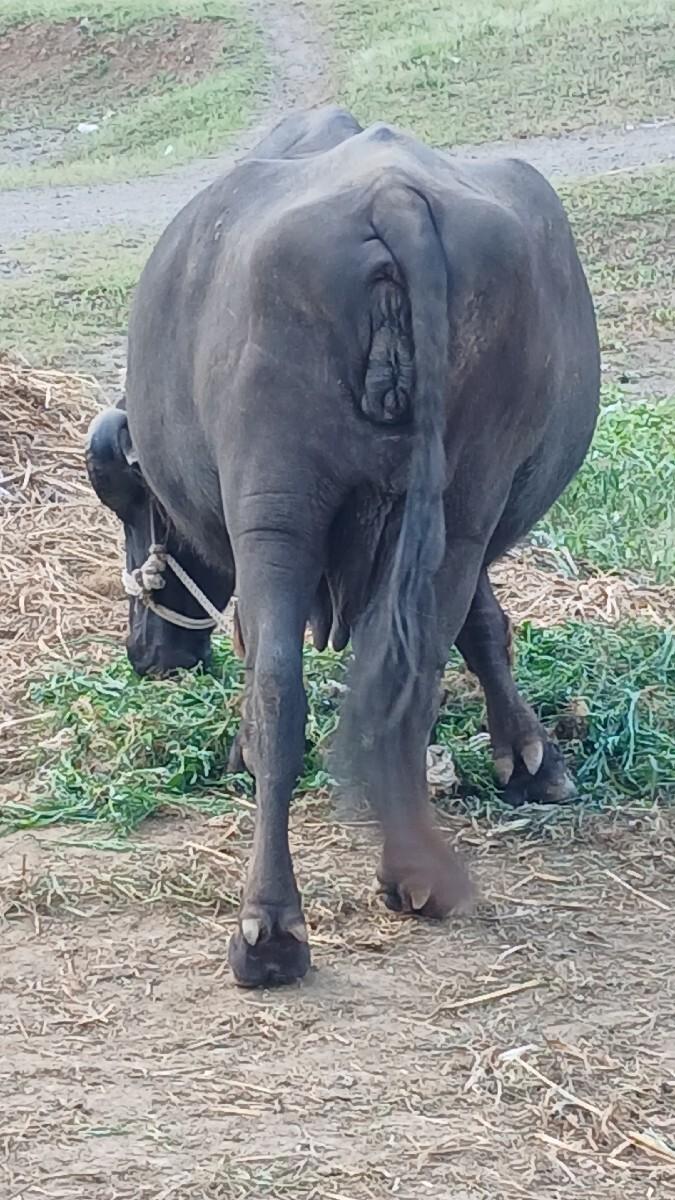 vechvani chh