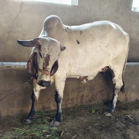ગાય વેચવાની છે