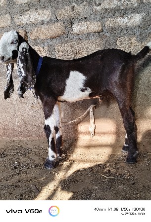 હૈદરાબાદી બકરો