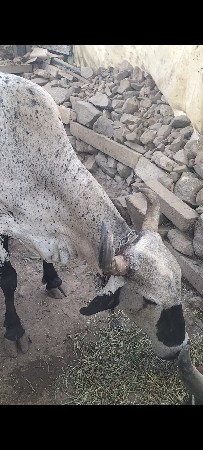 આ ગાય વેચવાની છે