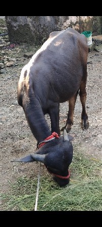 વેલાટી પાડી
