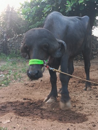 ખડેલી