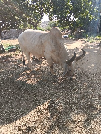 બળદ વેશવાનો છે