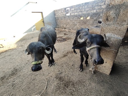 બે ખડેલા વેચવાના છે
