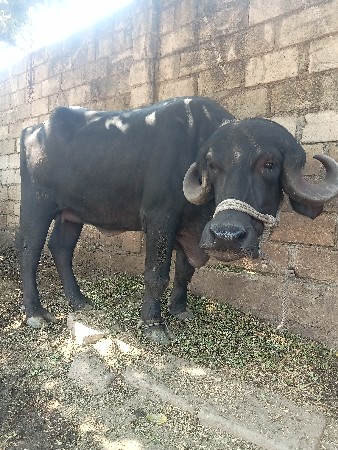 ખડૅલી વેસવાનીછે