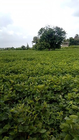 જમીન વેચવાની છે