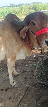 ગાય વેચવાની છે