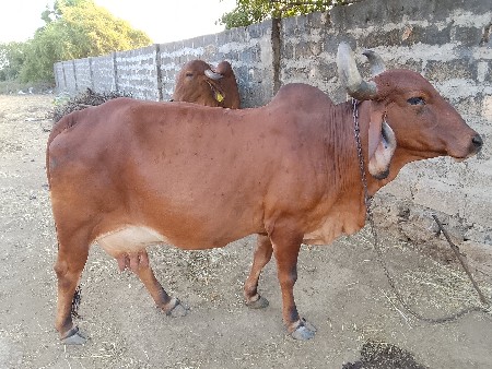 આ દેશી ગાય વેચવાની છે