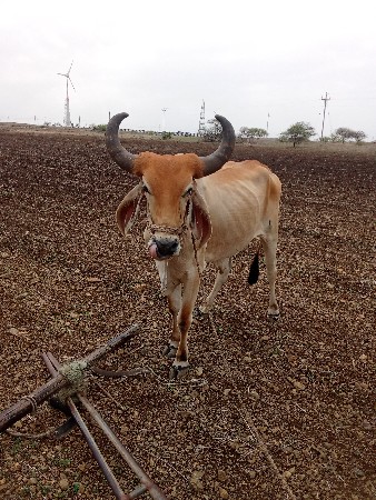 બધે હાલ તો એક વાવણી વાવલ