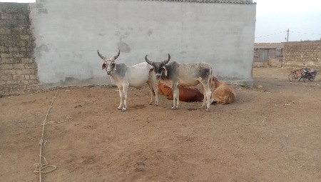 Junagarh per San Taluka