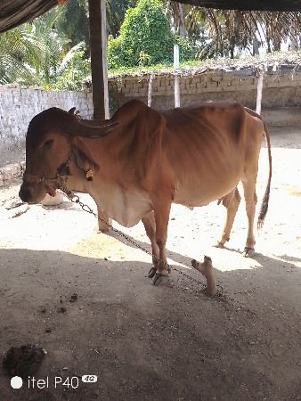 ગાય વેચવાની છે