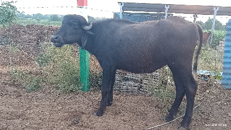 ખડેલા વેચવા ના છે.