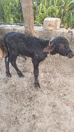પાડો  વેચવાનો છે .
