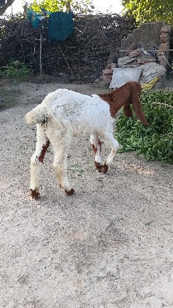 આ બસી વેસવાનીછે