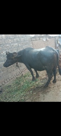 આ ભેંસ વેચવાની છે