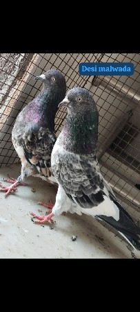 દેસી મારવાડા ની જોડી વેચવાની છે