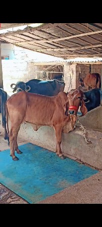 હોડકી