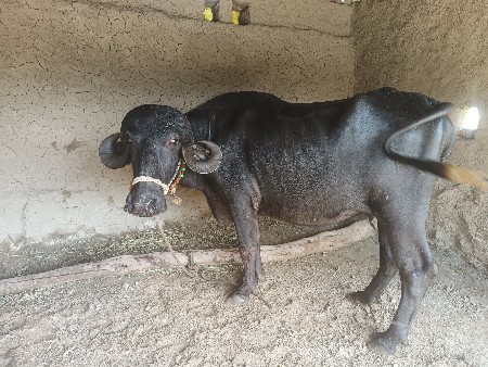 પેલું વેતર ખડાય છે