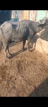 ભેંશ વેચવા નીછે