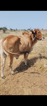 બળદ વેચવાનો છે