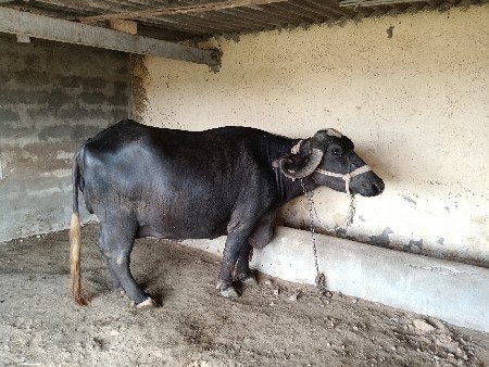 ખડેલી 3જા વેતર માં