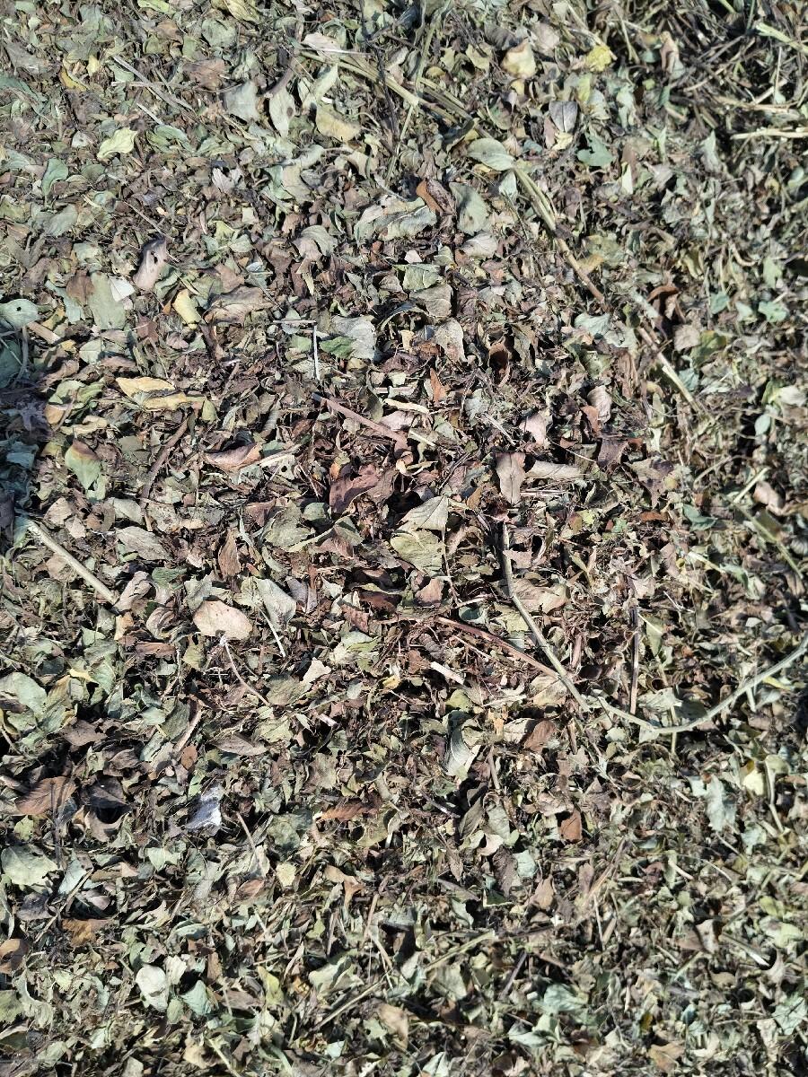 ગિરનાર મગફળીનો એકદમ લીલો પાલો વ