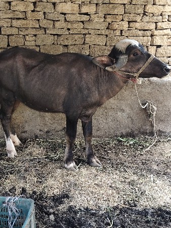 ગીર તાલાળા