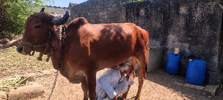 ગાય વેચવાની છે