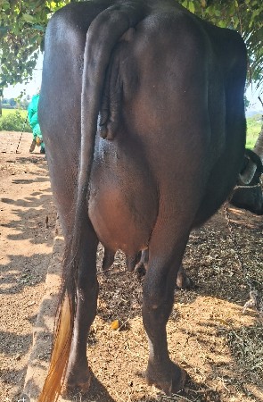બીજૂ વેતર