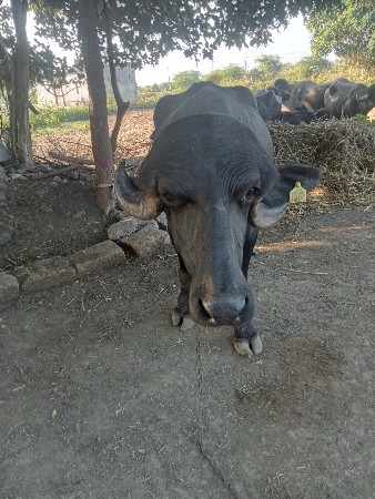 ભેંશ બેસવાની છે