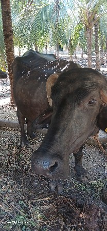 ભેંસ વેચવાની છે