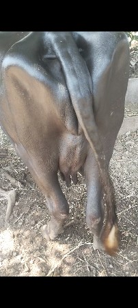 ખણેલી વેસવાની છે