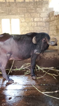 ભેસ વેચવાની છે