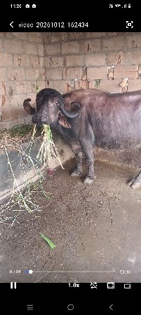 ભેંસ વેચવાની છે