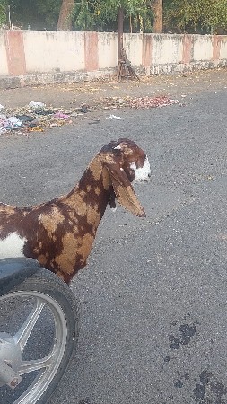 ગુજરી બકરી