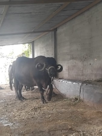 ભેંસ વેચવાની છે