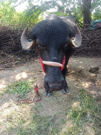 ચાર જાતે કરેલી છે