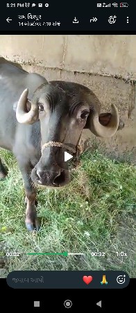 વેચવા ની છે
