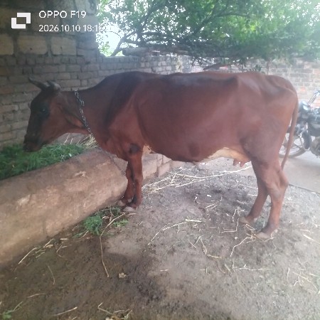 આ ગાય વેચવાની છે