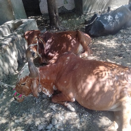 સાડા આઠમી નાગા પણ
