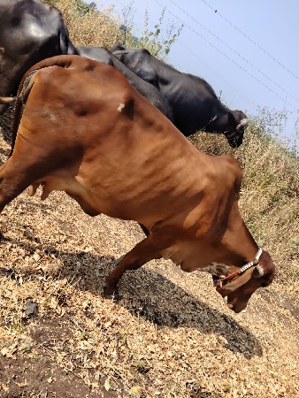 ગિર ગાય