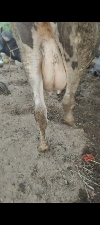 2જુ વેતર