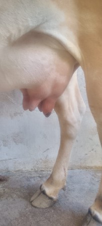 ગાય વેચવાની છે
