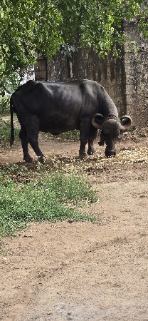 ભેસ વેચવા ની છે