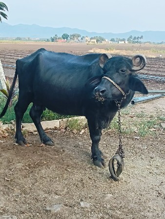 ભેંસ વેચવાની છે
