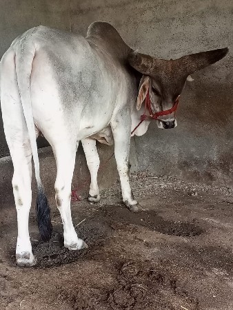આનાજેવો ગોઢલો લેવાનોછે
મો9924064374